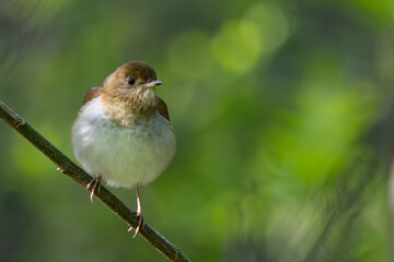 Veery on branch