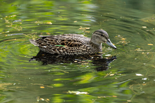 Female green winged teal swimming on water