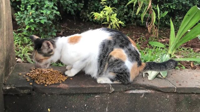 A calico cat with white, black, and orange patches is eating dry cat food from a pile on a stone ledge.