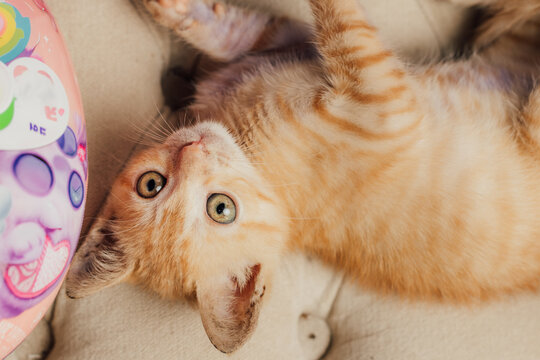 Primer plano de un cachorro de gato atigrado relajado y jugando, celebraci&oacute;n del D&iacute;a Internacional del Gato.