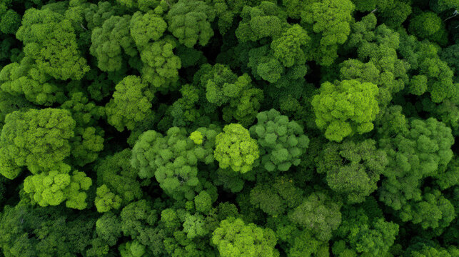 Aerial view of a dense forest canopy showcasing lush, vibrant green treetops with varied textures and shades.