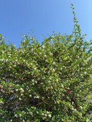 Fototapeta premium green leaves and blue sky