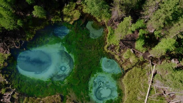 Drone footage of the turquoise Geyser Lake with bubbling spring circles surrounded by dense forest, near Aktash, Altai Republic, Russia, natural landmark