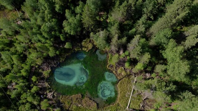 Top down drone footage of Geyser Lake with bright turquoise pools and mineral patterns surrounded by dense green forest in Altai Republic, Russia