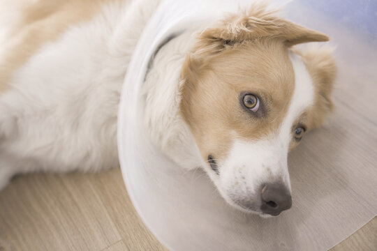 dog, cone collar, recovery, pet care, veterinary, injured pet sitting at home after surgery wearing a protective plastic e-collar to prevent licking wounds.
