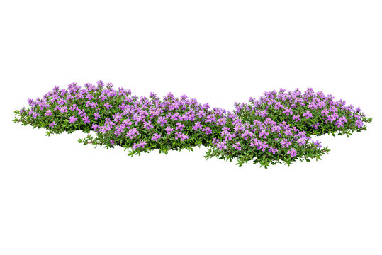 bunch of lavender