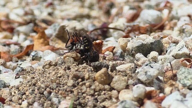 

Digger Wasp Predation: Carrying Prey into the Underground Nest #002
어리코벌의 사냥: 사냥감을 땅속 둥지로 운반하는 어리코벌

