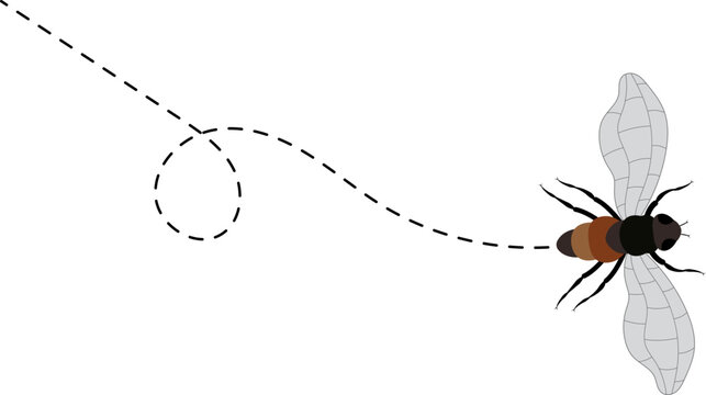 Fly flight path. Fly buzz trace. A Fly flying in a dotted line. The flight path of Insect fly. Housefly flying on a dotted route. Hand drawn Fruit fly loop line. Professional Hand drawn vector