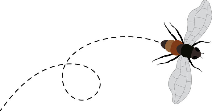 Fly flight path. Fly buzz trace. A Fly flying in a dotted line. The flight path of Insect fly. Housefly flying on a dotted route. Hand drawn Fruit fly loop line. Professional Hand drawn vector
