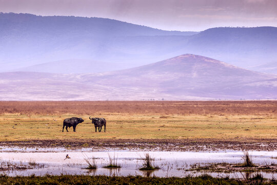 African buffalo (Syncerus caffer) in open landscape in Ngorongoro Crater, Tanzania, with layered hills in the distance.