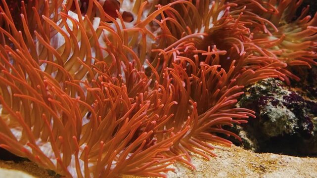 A vibrant close up shot of a sea anemone with its tentacles swaying gently in the water. A small blue fish with yellow fins swims near the base of the anemone.