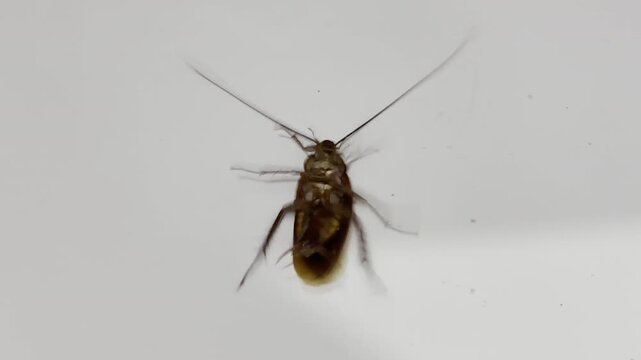 Brown insect pest, dead on its back. Isolated close-up on a clean white surface. Symbol of infestation and poor hygiene.