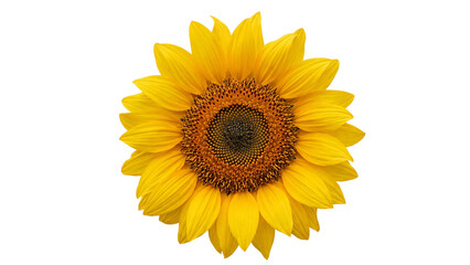 Obraz premium Bright Yellow Sunflower Blossom Isolated on Transparent Background