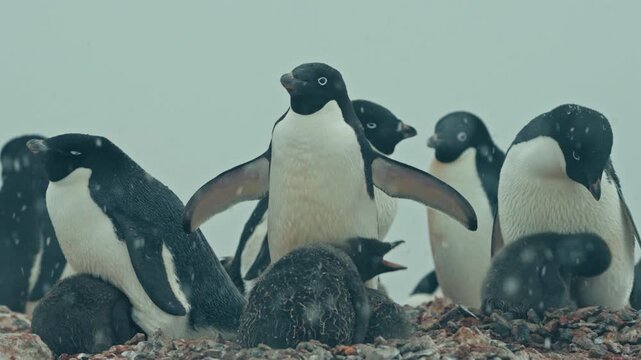 Adult Ad&eacute;lie penguins protect young chicks from cold on stone nests during snowfall in Antarctica