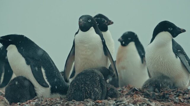 Adelie penguins with chicks gathered on rocky Antarctic ground during light snowfall showing wildlife behavior and breeding colony in harsh polar environment