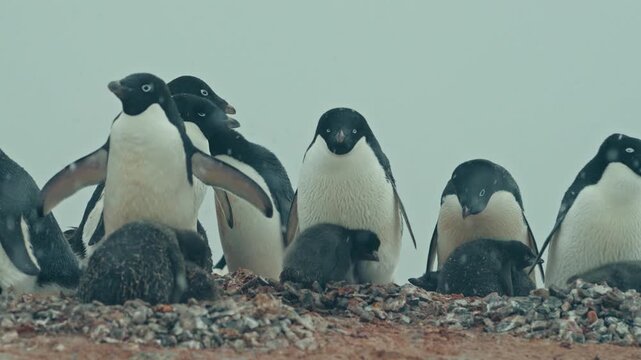 Ad&eacute;lie penguin adults interact with small fluffy chicks on rocky pebble nests in busy Antarctic breeding colony during snowfall