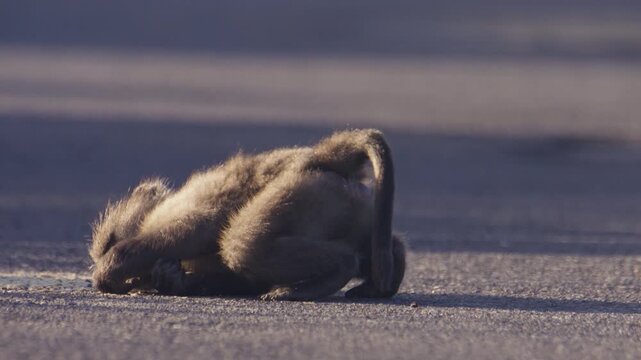 Funny telephoto view of baby chacma baboon lying on hot baked tar road