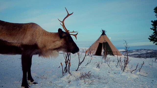 Reindeer stands in snowy landscape with traditional Sami lavvu tent and moon in sky at twilight in Norway