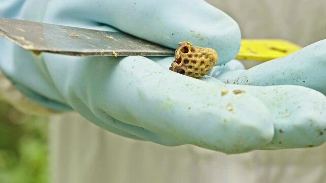 Apis mellifera comb fragment with hexagonal cells is held on metal hive tool by beekeeper glove, showing beeswax structure from hive during inspection and production process, handheld macro close up
