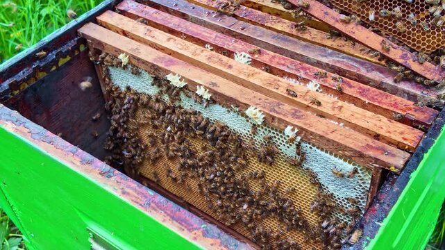 Apis mellifera worker bees (family Apidae) cluster on exposed brood comb within a Langstroth hive brood chamber during inspection, showing active brood care and colony maintenance, static close up