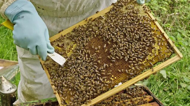 Apis mellifera worker bees (family Apidae) cluster on comb as beekeeper uses hive tool to inspect and manage colony, showing low disturbance handling in honey production phase, close up