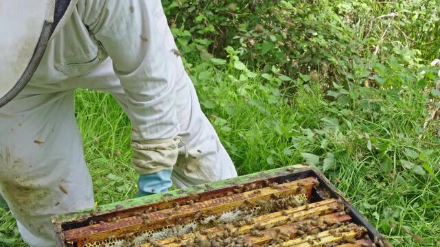 Apis mellifera worker bees (family Apidae) disperse from comb as beekeeper shakes frame to remove them before extraction, showing controlled colony handling during honey harvest phase, closeup