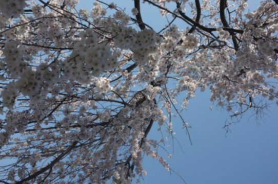 【京都】魁　平野神社に咲く早咲きの桜