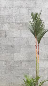 Slender tropical plant with green fronds and vibrant stalks. Minimalist composition against a textured grey stone wall. Modern botanical aesthetic.