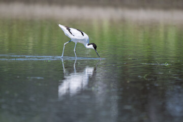 Obraz premium Pied Avocet standing in calm water profile view