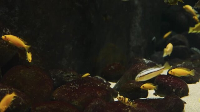 A pair of ocellaris clownfish (Amphiprion ocellaris) navigate the colorful, waving tentacles of a bubble tip sea anemone (Entacmaea quadricolor), showcasing their symbiotic relationship in a vibrant c