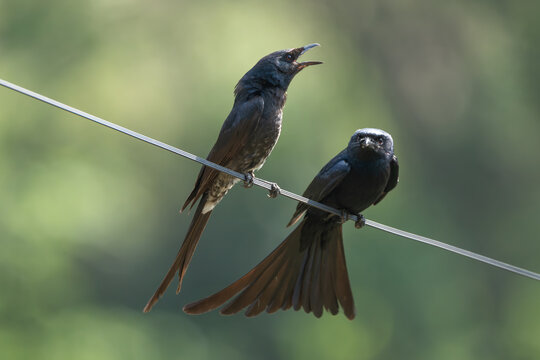 Two Black Drongo perched on an electric wire, displaying their sleek black plumage and distinctive forked tails against a natural outdoor background.