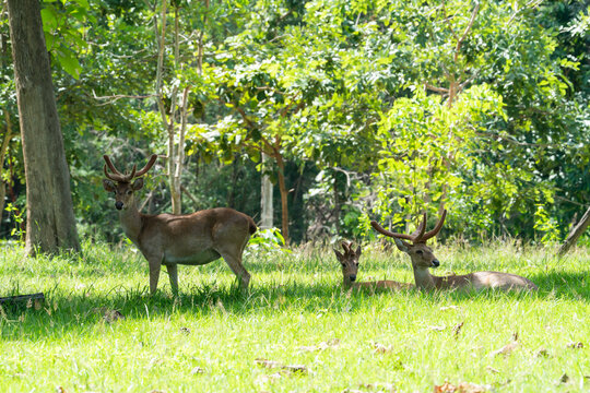 Eld's deers or brow-antlered deers standing and laying down on grass in Huai Kha Khaeng Wildlife Sanctuary in Thailand.