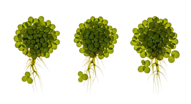 Three specimens of Wolffia globosa, the smallest flowering plant, showing their roots and fronds against a white background.