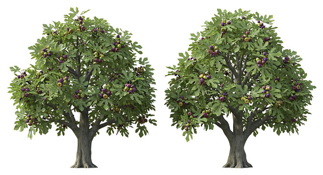Two realistic artificial fig trees with dark green leaves and ripe purple and green figs, set against a white background.