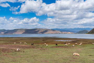 Naklejka premium Scenic landscape of green meadow with a flock of sheep grazing by a peaceful blue lake under a cloudy sky at Napa Lake Grassland at Shangri-La Yunnan