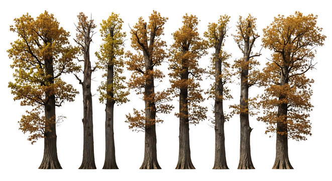A collection of seven large oak trees with autumn foliage, displayed against a white background.
