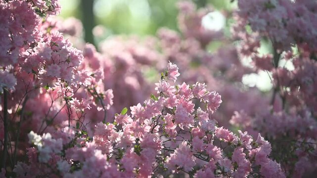 Pink azalea flowers glowing under sunlight while gently swaying in the breeze