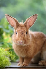 Fototapeta premium Brown orange young rabbit on grey wood floor with green plant decoration as summer nature with green background. Happy bunny and relax pet.