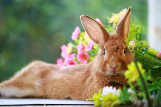 Brown orange young rabbit on grey wood floor with green plant decoration as summer nature with green background. Happy bunny and relax pet.
