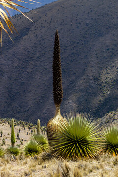 A Queen of the Andes withers in the mountains