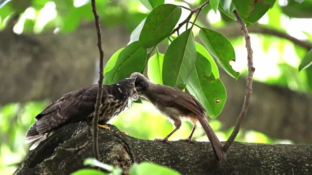 Fascinating wildlife behavior of a small adult bird feeding a much larger hungry cuckoo fledgling with an open beak on a tree branch in its natural habitat