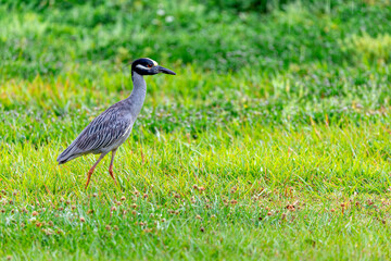 Fototapeta premium Adult yellow-crowned night heron walking in wet green grass during a light rain, USA
