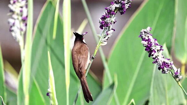 Close up of a beautiful exotic red-whiskered bulbul bird holding food in its beak while perching vertically on a plant stem with purple flowers against lush green foliage
