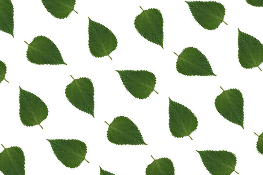Seamless Pattern of Green Leaves Isolated on Transparent Background