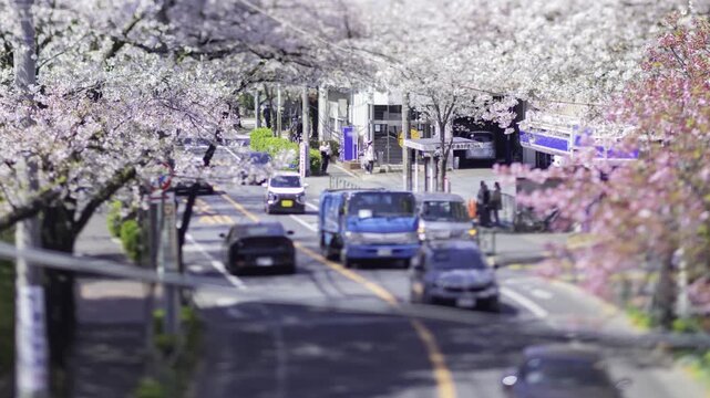 A timelapse of miniature traffic jam at the cherry flower street in Tokyo