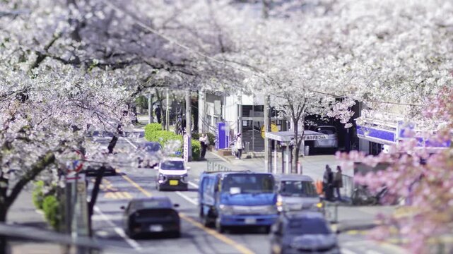 A timelapse of miniature traffic jam at the cherry flower street in Tokyo panning