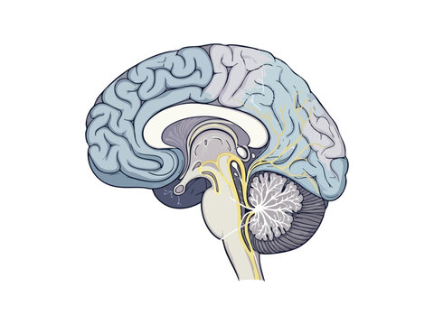 Anatomical cross-section illustration of the human brain showing the cerebrum, cerebellum, and brainstem on a white background.
