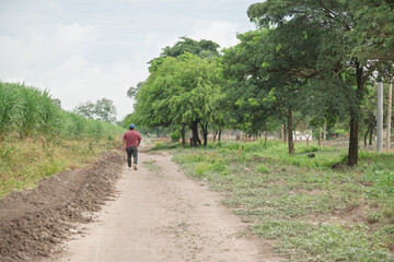 Fototapeta premium Persona caminando por un sendero de tierra rodeado de vegetación en una zona rural del pueblo La Esperanza, en San Pedro de Jujuy