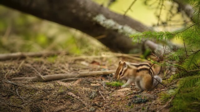 Small chipmunk sitting on forest ground among branches and moss, natural wildlife scene for ecology, outdoor recreation and environmental themes.