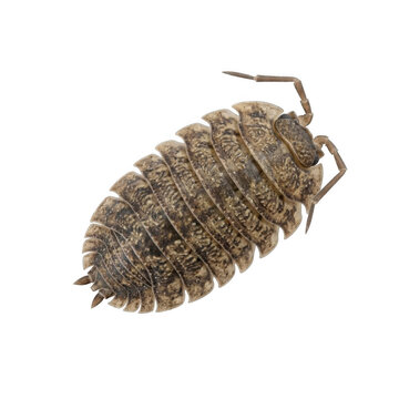 Woodlouse isopod pill bug isolated on transparent background